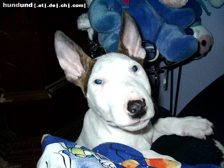 Bullterrier halllllllllloooooooooo ich bins bruno