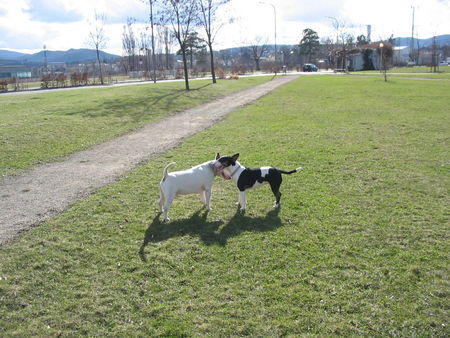 Bullterrier Luna&Yankee 04/06