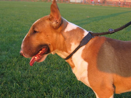 Bullterrier My nose is nice.