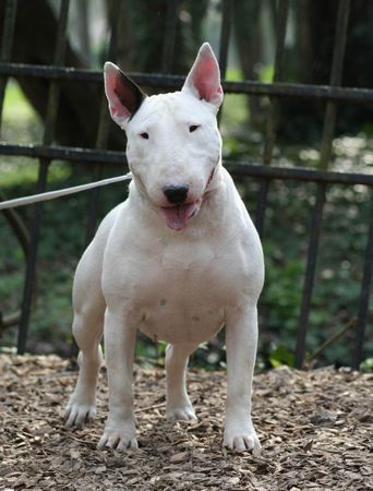 Bullterrier Dolcediva at Stormbandit's