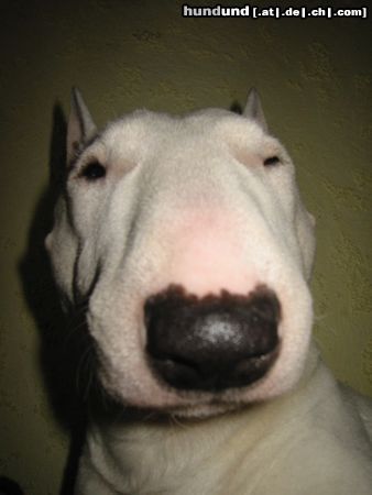 Bullterrier