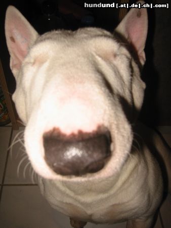 Bullterrier