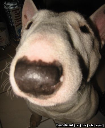 Bullterrier zeus