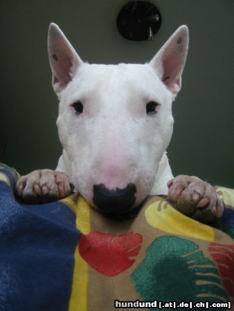 Bullterrier