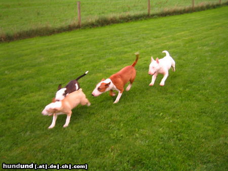 Bullterrier Welpen vom B-Wurf beim Treff, Freude herrscht