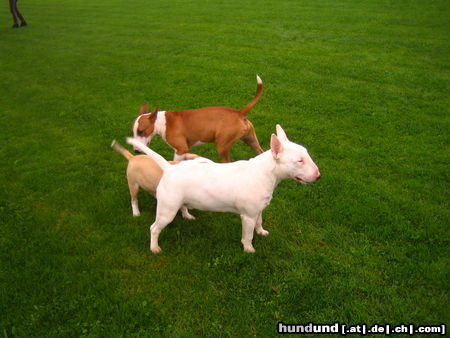 Bullterrier Welpen vom B-Wurf beim Treff,