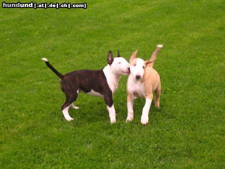 Bullterrier Welpen vom B-Wurf beim Treff