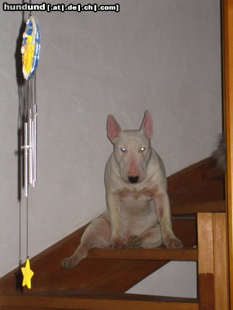 Bullterrier Duke ich will ins Bett kommt entlich