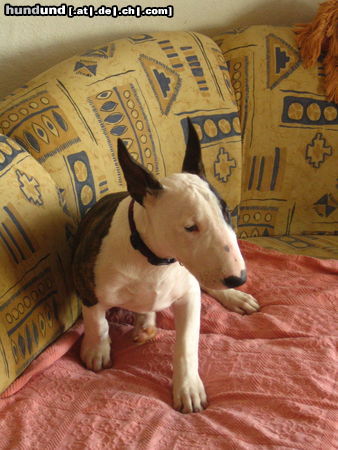 Bullterrier Basco vom B-Wurf Pewee