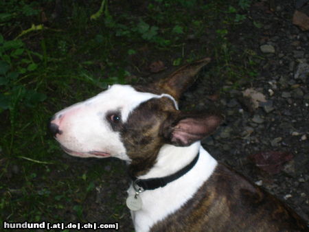 Bullterrier Bonita B-Wurf Pewee