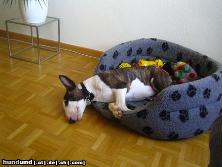 Bullterrier Bonita nach Spaziergang mit Herrchen/Frauchen und Züchter