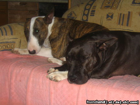 Bullterrier Pewee und Spike (Pit-xBulli-Mix) am Dösen