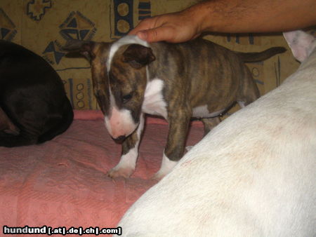 Bullterrier Bullihündin 9 Wochen u.neuer Zuwachs