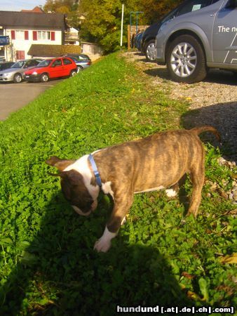 Bullterrier Virginia 