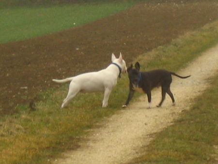 Bullterrier Duke, Spike