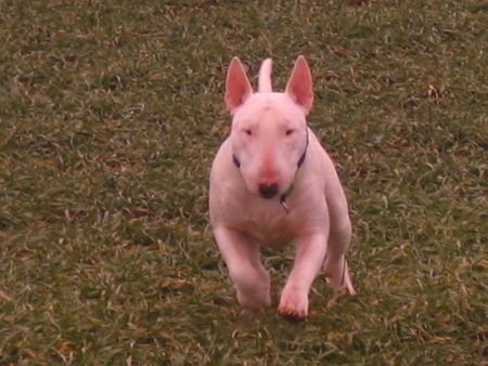 Bullterrier Duke