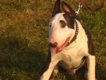 Bullterrier Brad