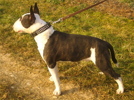 Bullterrier Brad