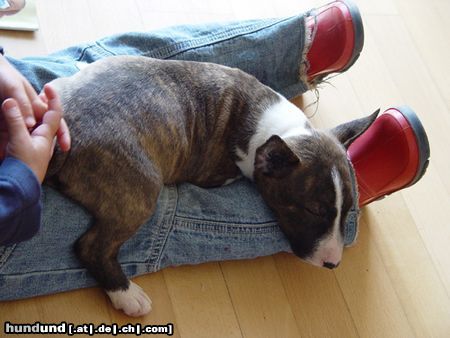 Bullterrier Naomi (4 Jahre) und Sherman Aisbornes Belissima (miniature Bullterrier) genannt MOMO nach der ersten Nacht