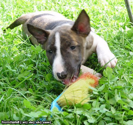 Bullterrier Momo und der Kampf mit dem Bösen...äh BESEN..*grins*