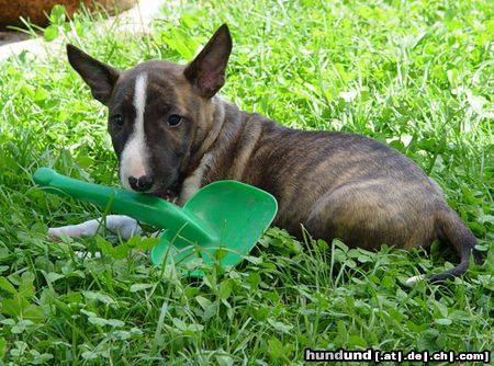 Bullterrier Momo vom Gartenbauamt! ...Graben kann ich auch schon, aber die Schaufel ist hier nur für die Presse!