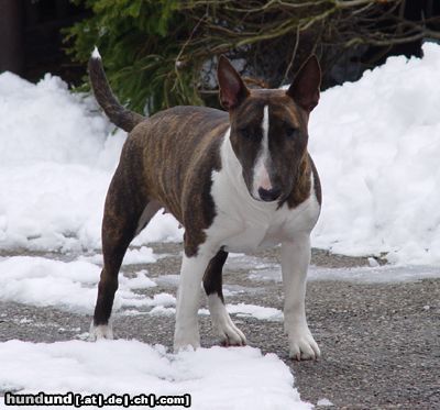 Bullterrier Mini-Bulli Momo