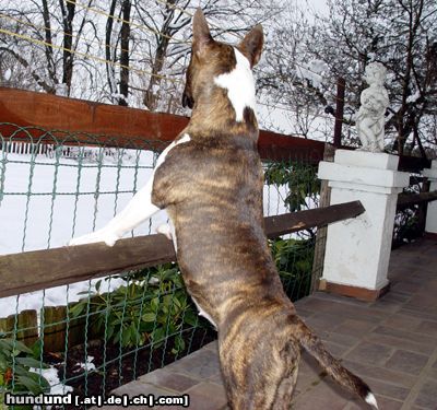 Bullterrier Katze?? WO???