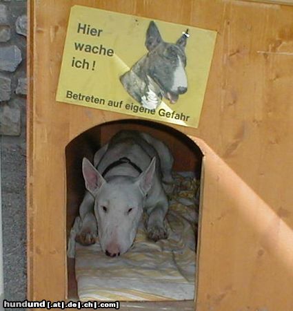 Bullterrier DUKE: wir werden dich nie vergessen unsere kl. treue Seele!