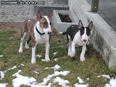 Bullterrier Mutter und Sohn