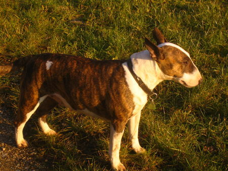 Bullterrier Pewee 