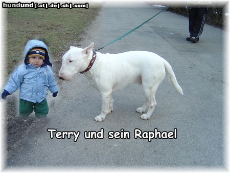 Bullterrier Zwei die sich ganz lieb haben