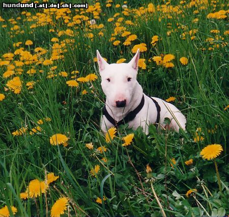 Bullterrier zeus