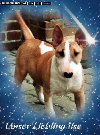 Bullterrier Ma Ka Ber's Ilse