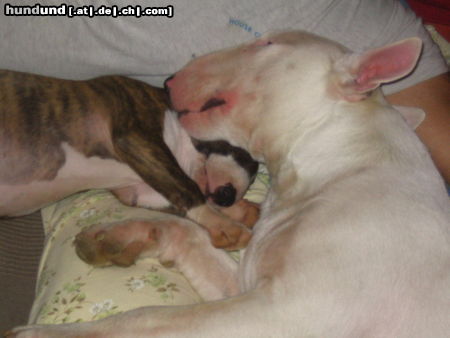 Bullterrier Virginia mit Duke am schmusen, das ist wahre Liebe