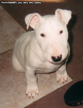 Bullterrier Klein Kimba