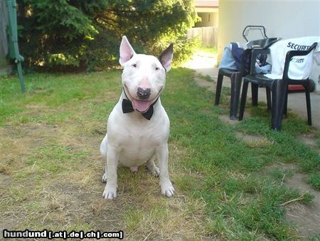 Bullterrier Mighty Bulls Bad Boy Sven