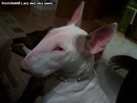 Bullterrier unsere Beautey