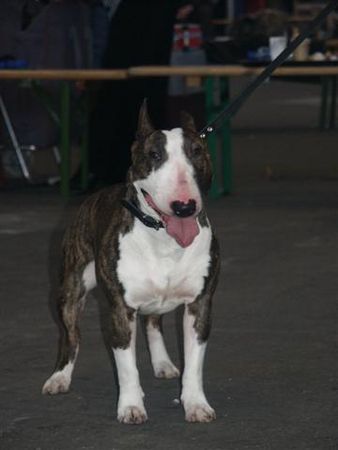 Bullterrier