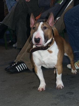 Bullterrier