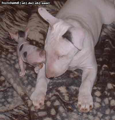 Bullterrier Penja mit ihrer besten Freundin einem Katzenbaby