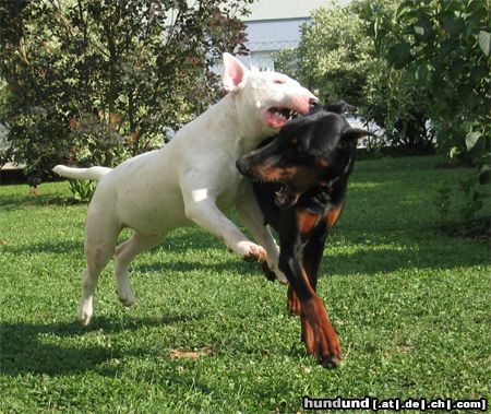 Bullterrier Fliegender Bulli....??!!!