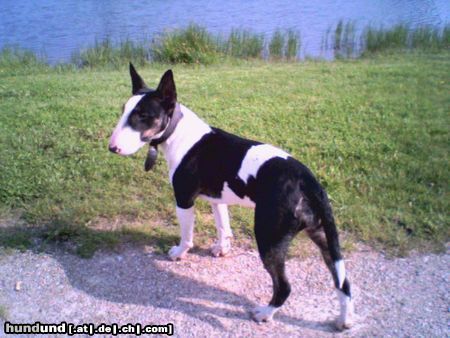 Bullterrier