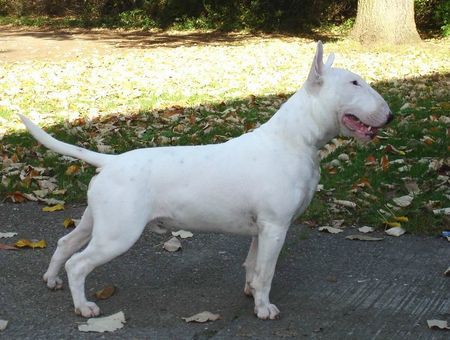 Bullterrier Dragonsoul at Stormbandit\'s