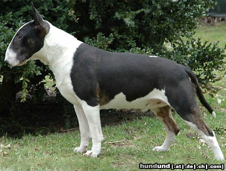 Bullterrier EX SE NATUS SOPRANO Jedi