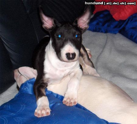 Bullterrier Mini Bully Face