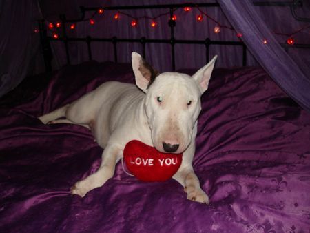 Bullterrier Lovely-Diva