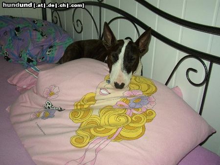 Bullterrier lola okkupiert mein bett