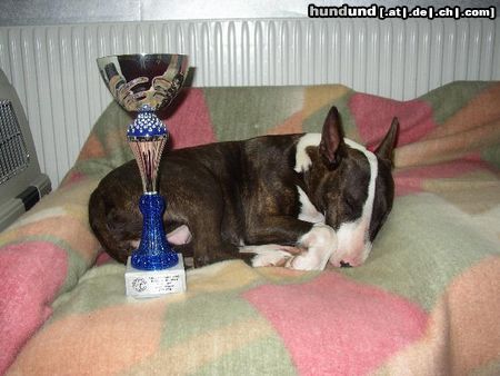 Bullterrier lola nach der ausstellung ... groggy , fertig , aber happy !!! 