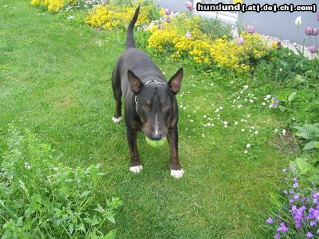 Bullterrier philip in seinem Element