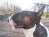 Bullterrier Hund